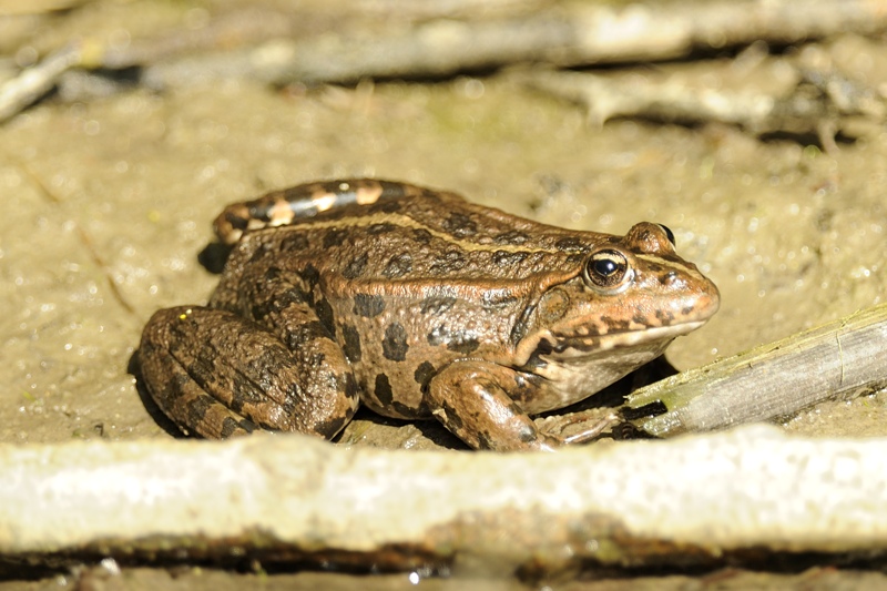 Rospo da identificare - Rana Pelophylax sp. (prov. Cuneo)